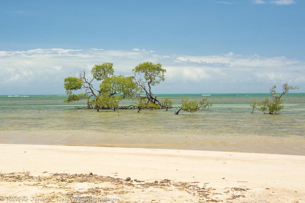 Imagem de árvores no meio das águas de cor azulada encantador na Praia da Ponta dos Castelhanos.